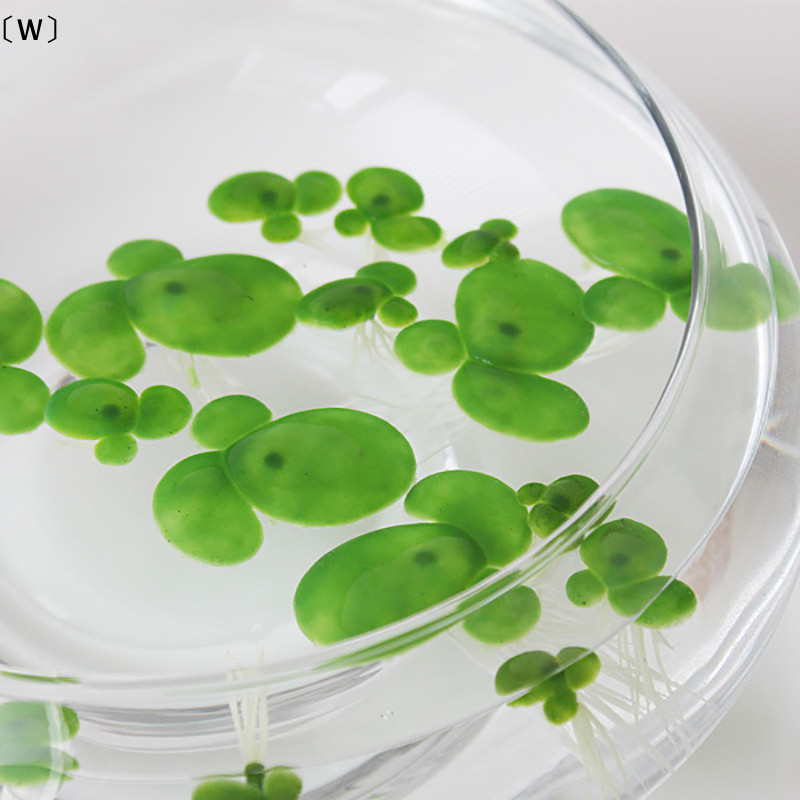 Planted Aquarium Kit - 〔W〕18pcs/set Aquarium Fish Tank Decor Artificial