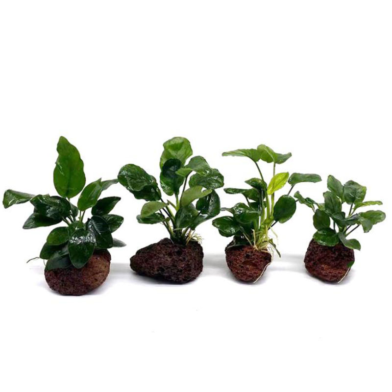 Volcanic Aquarium Decoration F - Planted Aquarium Kit reseña y precio
