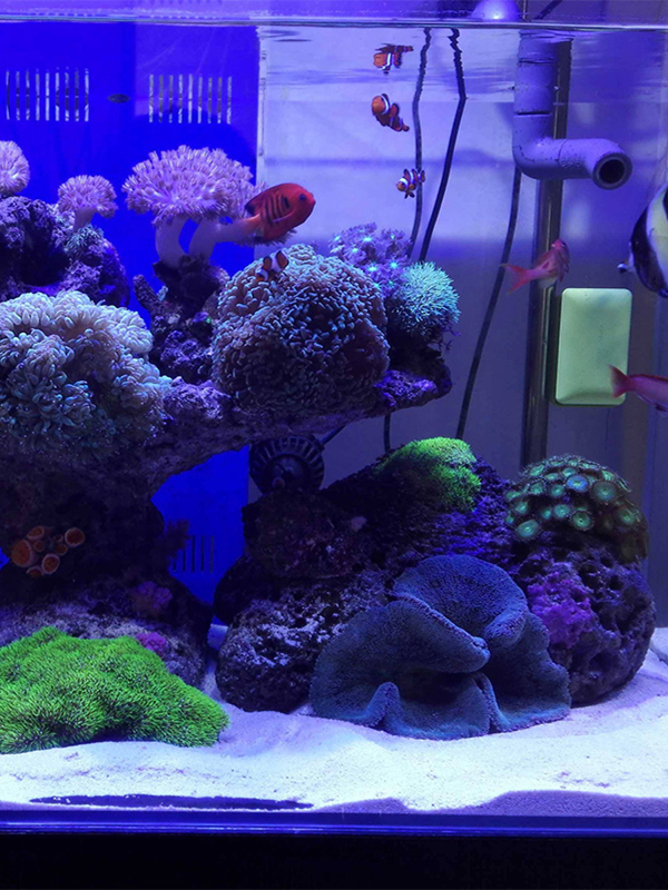 White Aquarium Sand Bot Decora - Aquarium Sand White reseña y precio