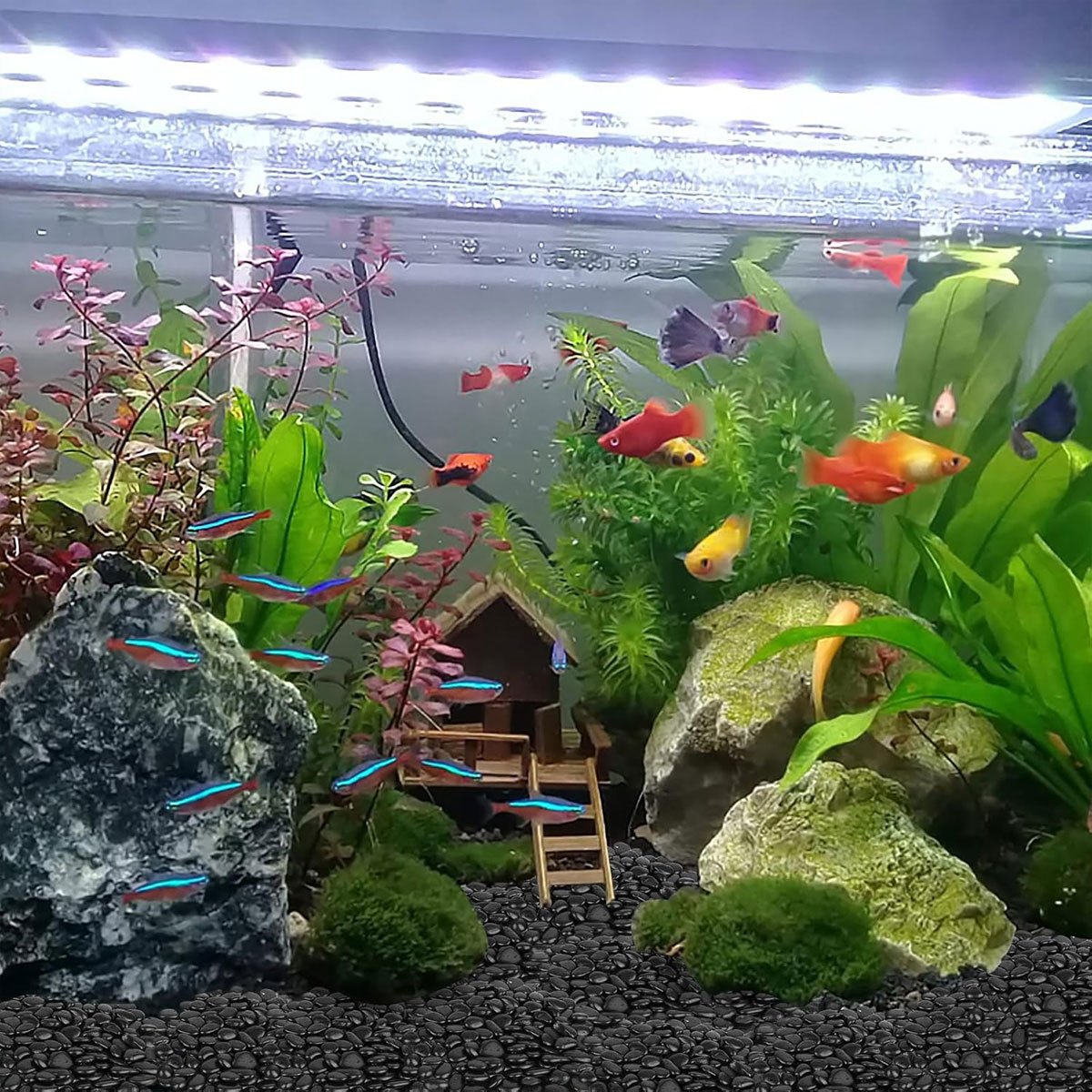 300g Black High Polished Natur - Aquarium Sand White reseña y precio