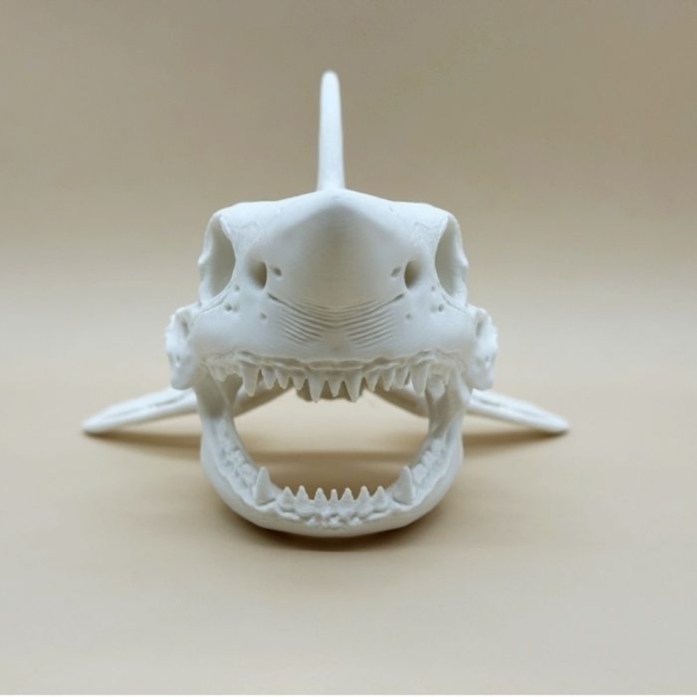 3D Printing Shark Skull Skelet - Aquarium Sand White reseña y precio