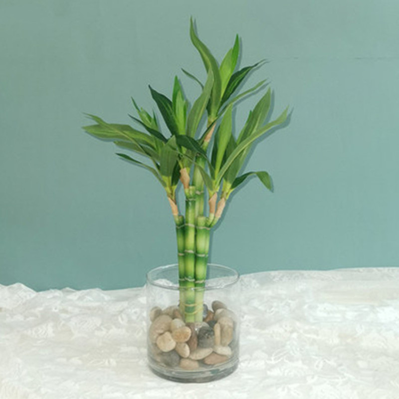New 40cm rFtificial Lucky Bamb - Aquarium Planted Tank reseña y precio