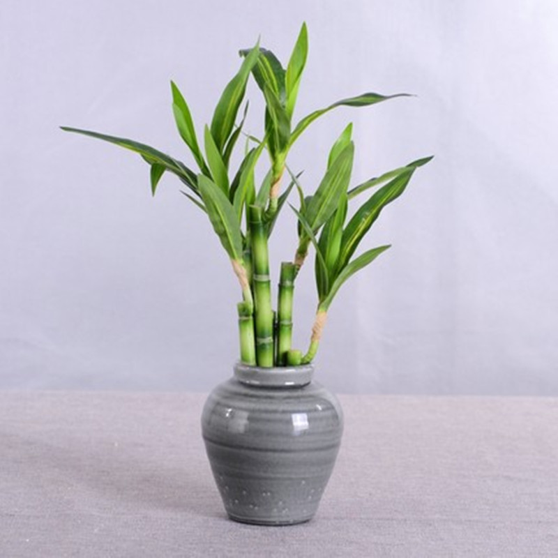 New 40cm rFtificial Lucky Bamb - Aquarium Planted Tank reseña y precio