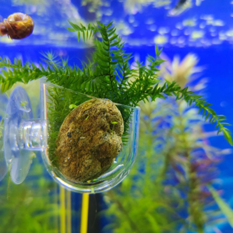 Aquarium Decoration Hanging Fi - Planted Aquarium Kit reseña y precio