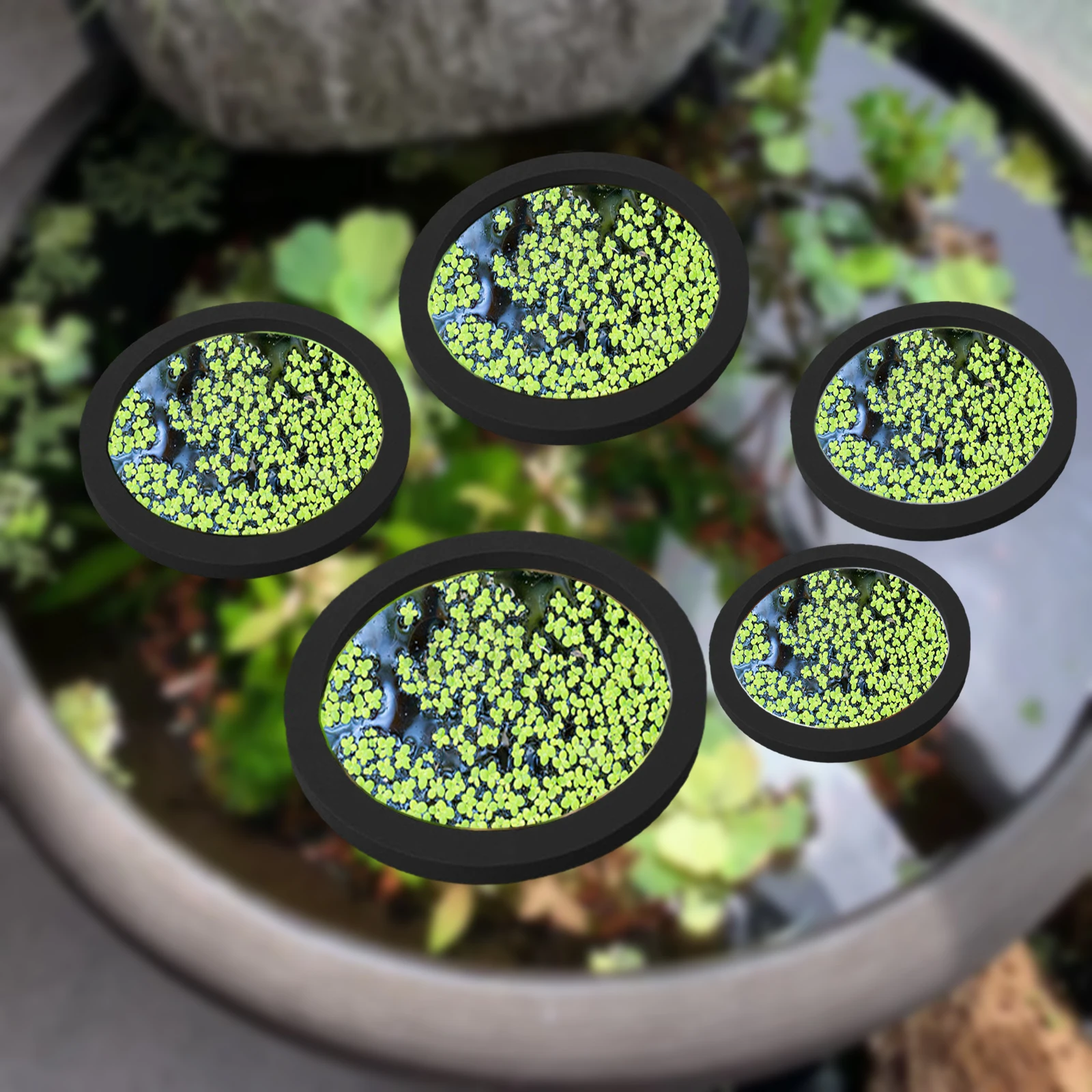 5Pcs EVA Fish Feeding Ring Aqu - Aquarium Planted Tank reseña y precio