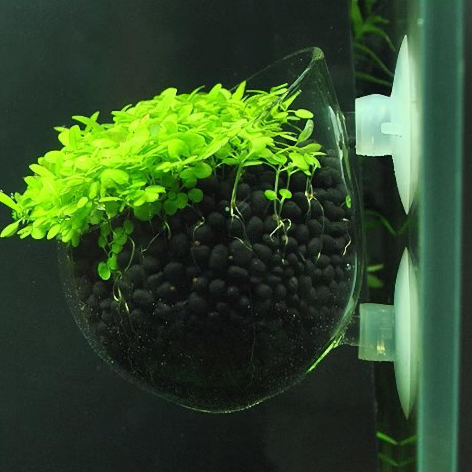 Aquarium Glass Plant Pot with  - Aquarium Plant Vine reseña y precio