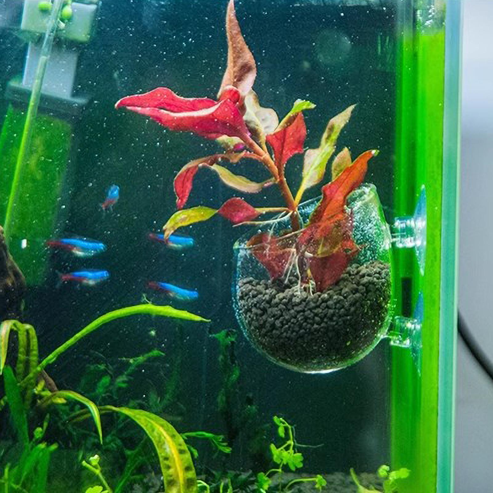 Aquarium Glass Plant Pot with  - Aquarium Plant Vine reseña y precio