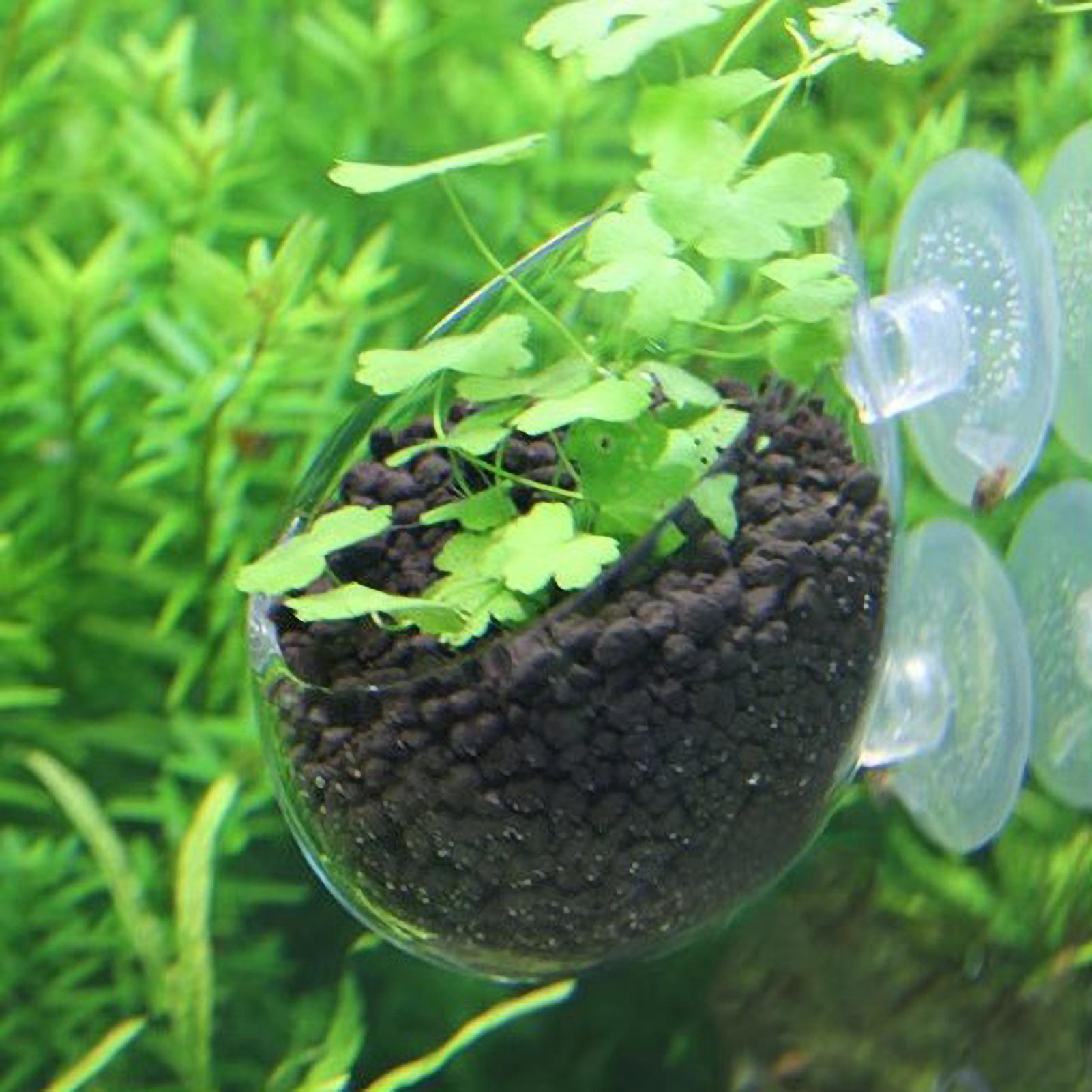 Aquarium Plant Holder Glass Aq - Aquarium Plant Vine reseña y precio